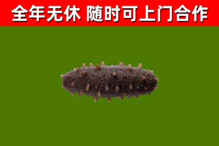 天河回收海参干
